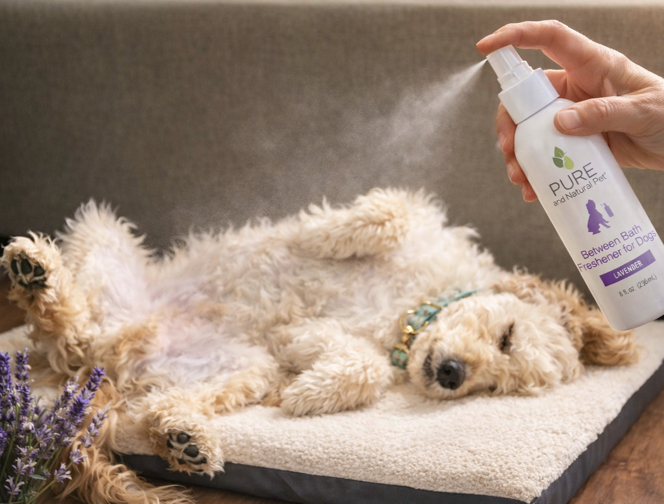 Person applying Lavender between-bath freshener spray to a relaxed curly-coated dog.